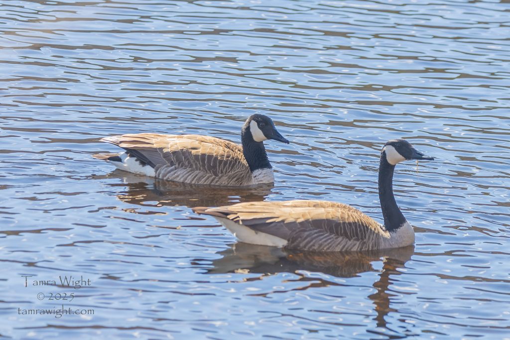 a pair of canada geese on the water
