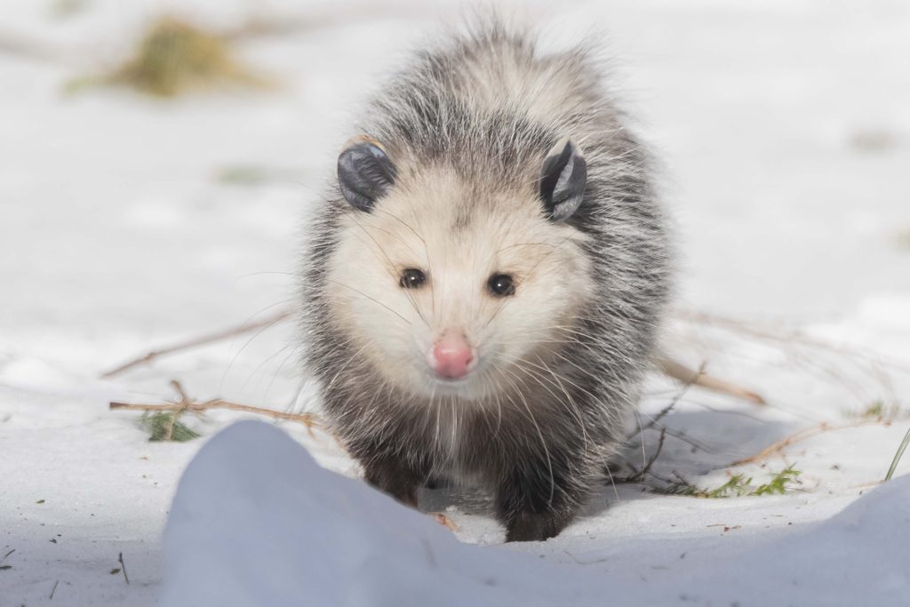 an opposum looking at the camera