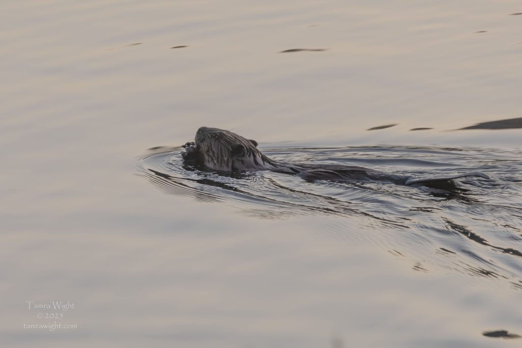 a beaver in the lake