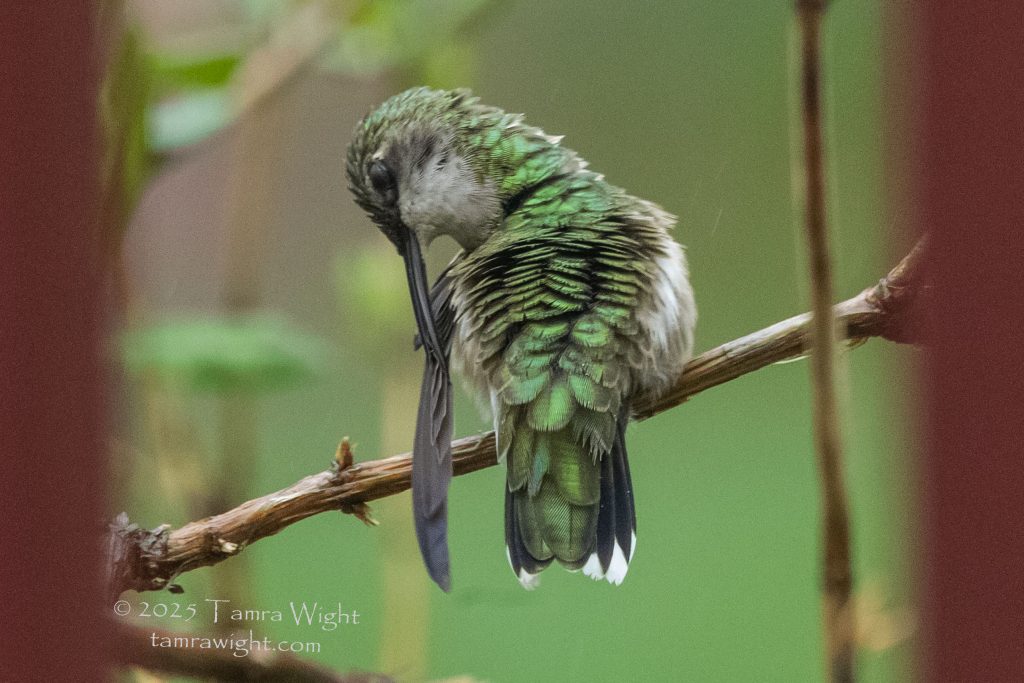 a female hummingbird preening its wing