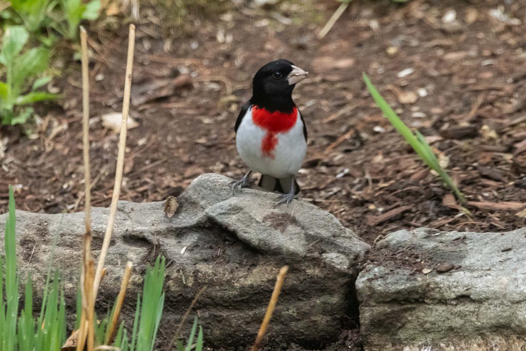 a rose-breasted grosbeak on a rock