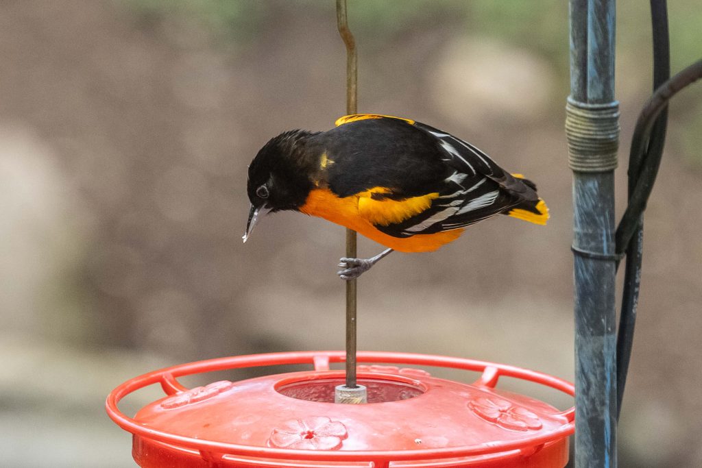A baltimore oriole on a hummingbird feeder