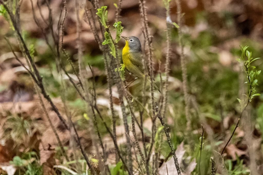 A Nashville Warbler on a branch
