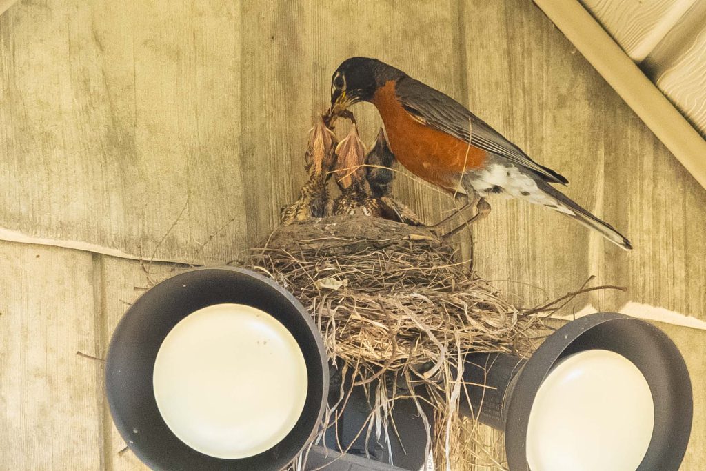 a robin feeding her little ones