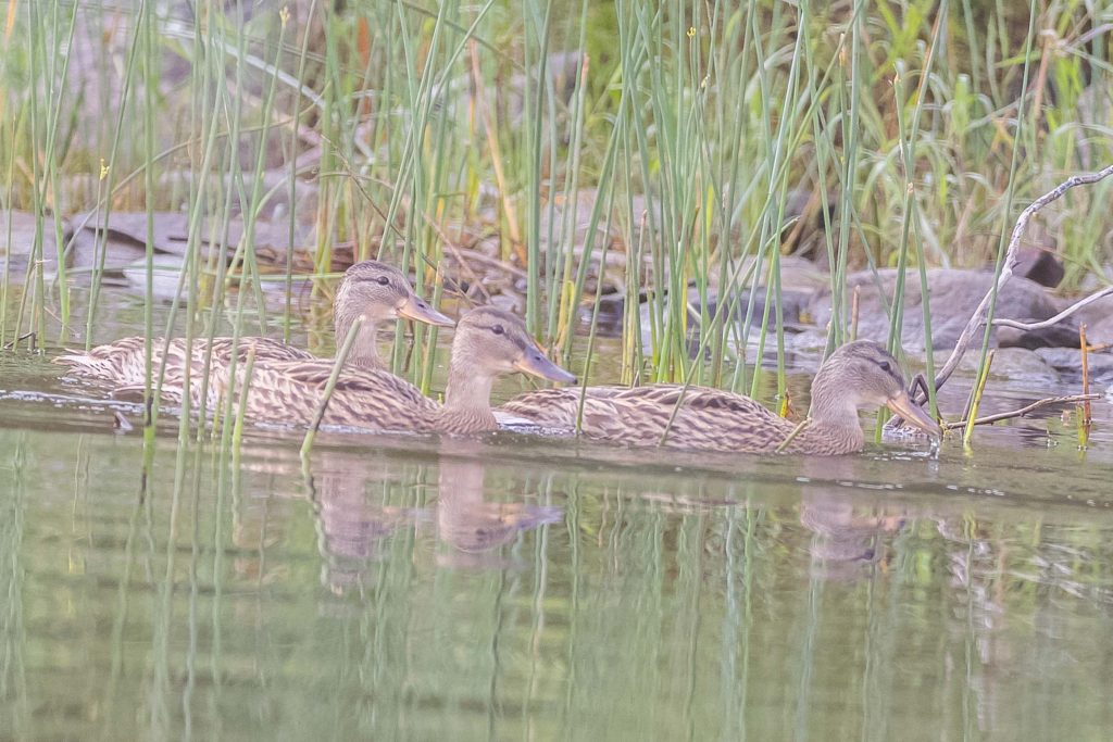 Three juvenile mallards in the lake's grasses