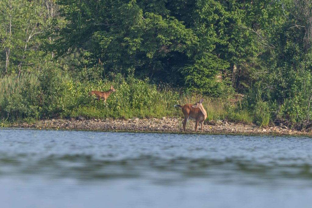 Off in the distance on the lake's shoreline, a deer and her fawn come for a drink