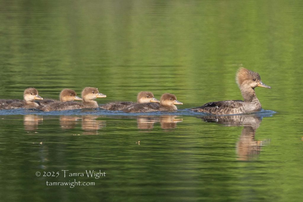 A Common Merganser with five chicks trailing behind