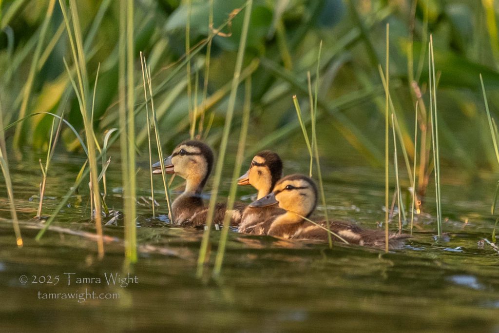 Three mallard ducklings in a row in the water