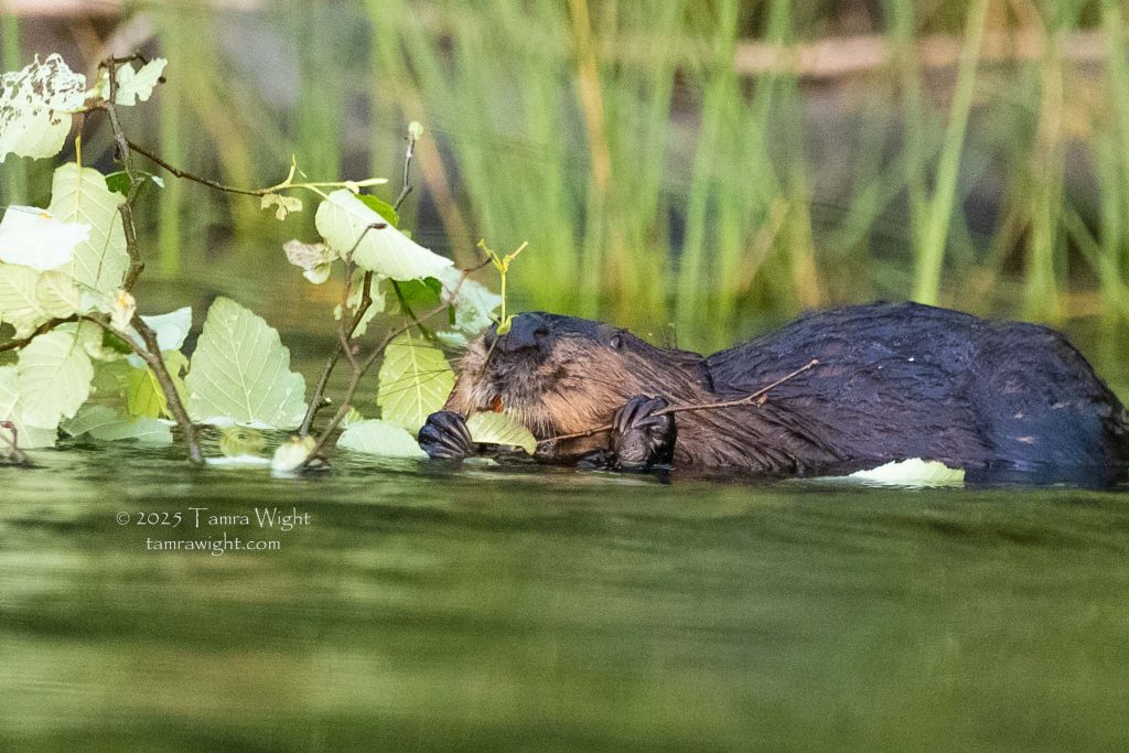 A beaver in the water, holding a branch and eating it
