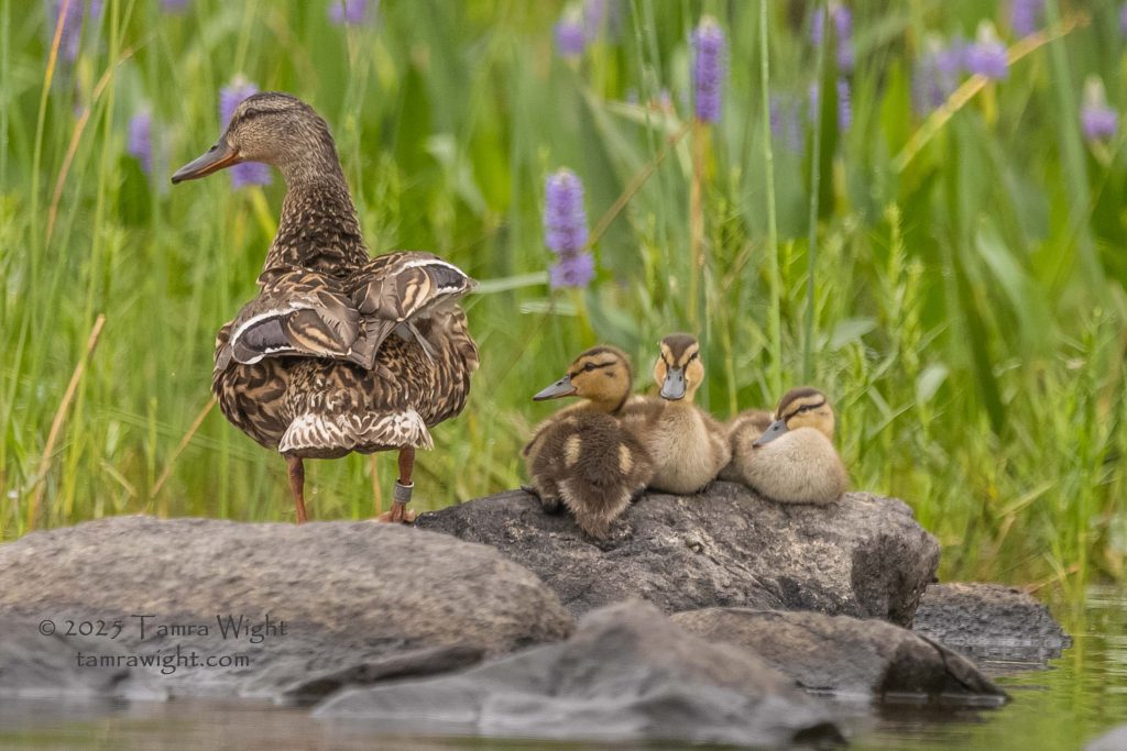 A female mallard with a silver band on her right leg stands on a rock on the edge of the lake with three ducklings laying nearby.