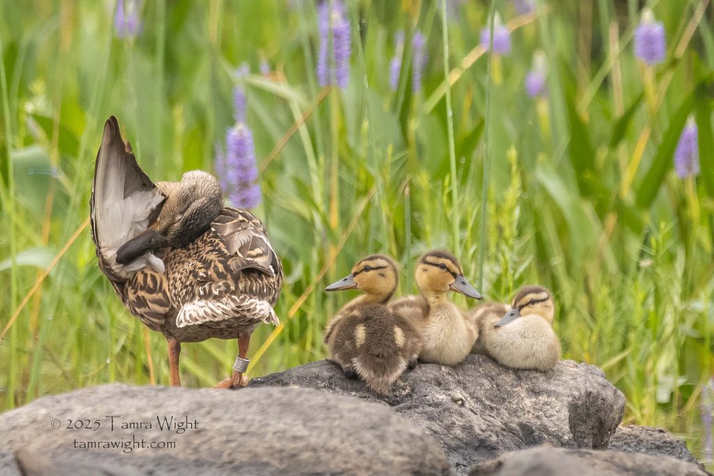 A banded mallard with three ducklings sit on a rock