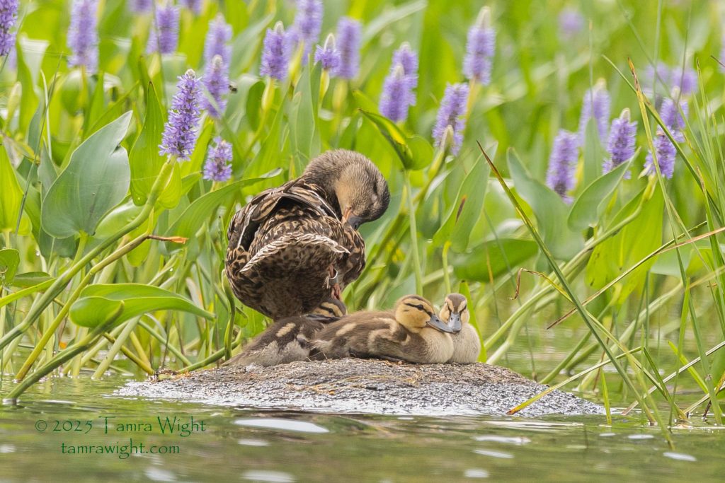 A female mallard standing on a rock, with three ducklings laying beside her