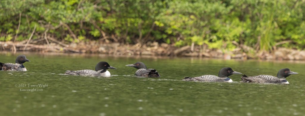 Five loons in a line