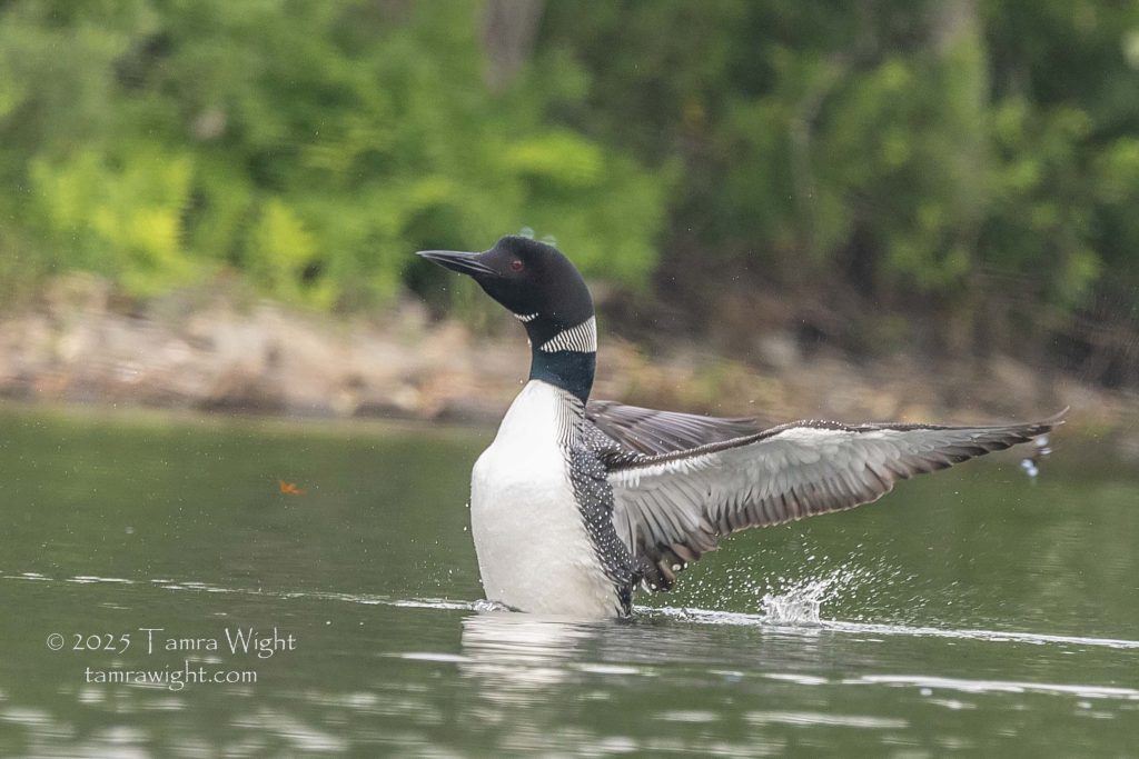 A loon with wings stretched behind it