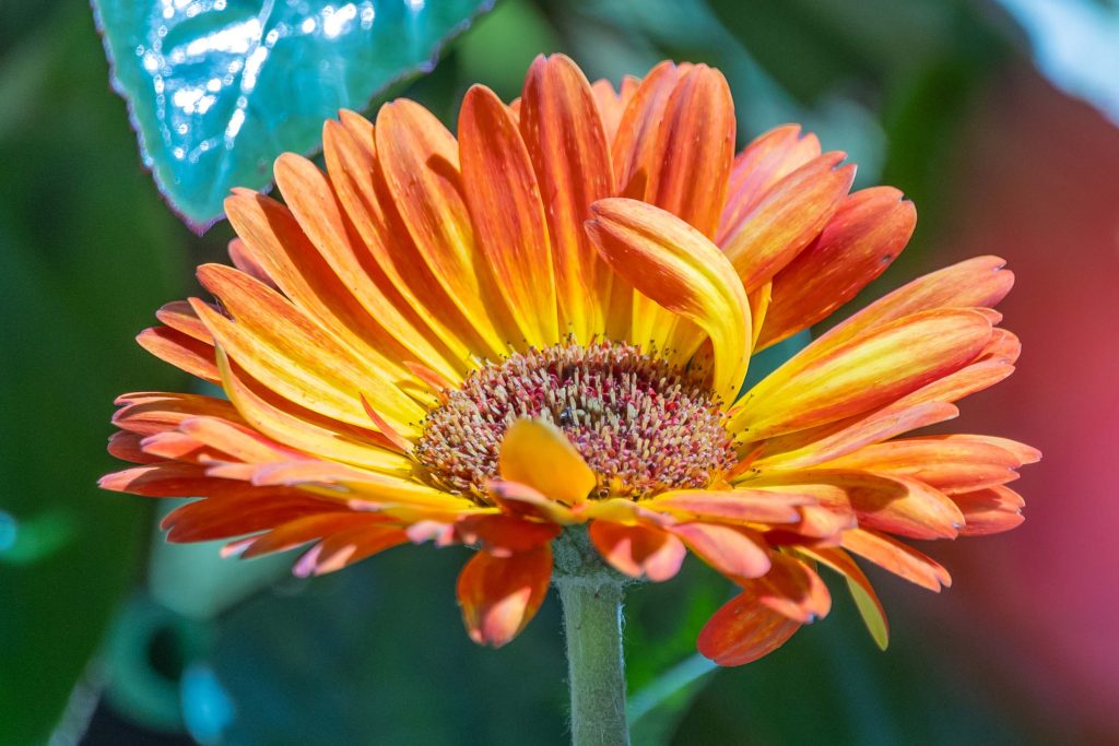 An orange gerber daisy