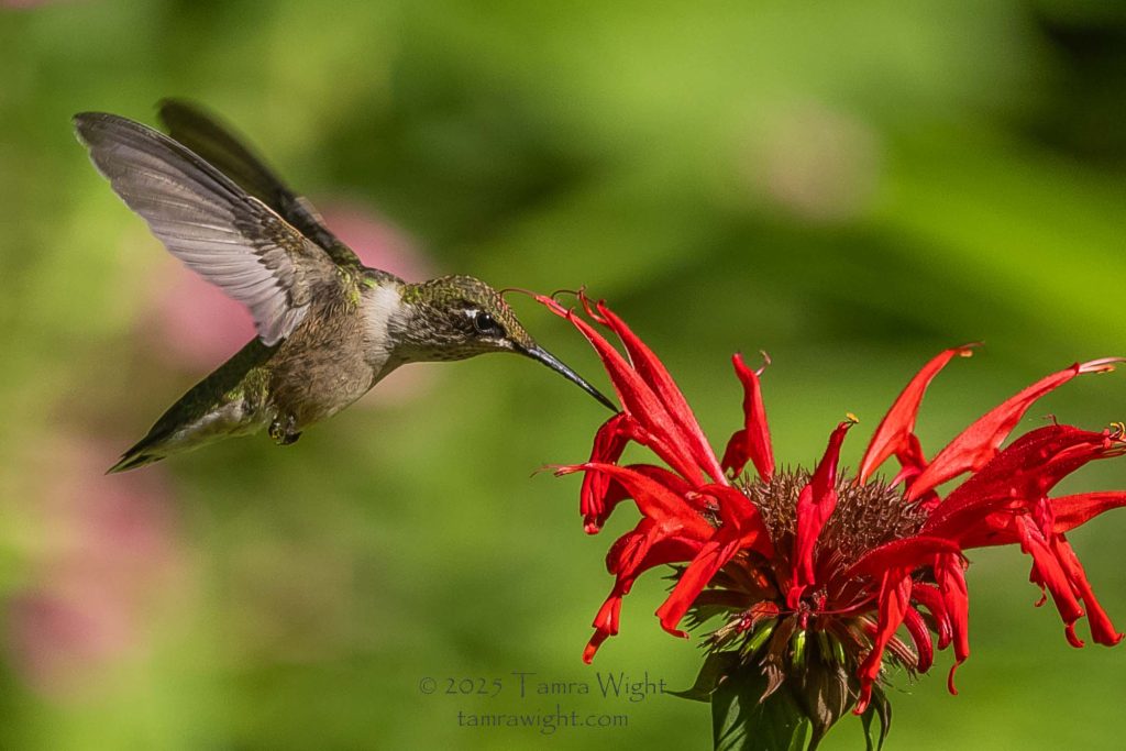 A female ruby throated hummingbird at bee balm.