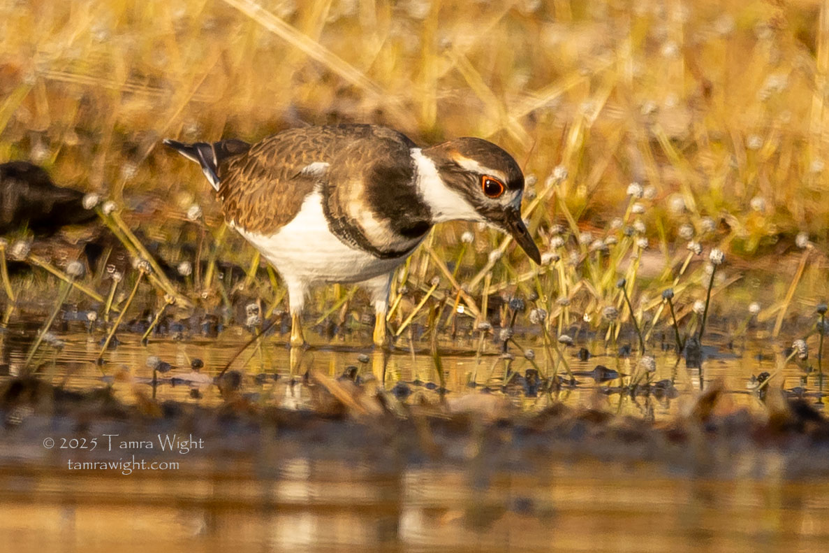 A killdeer sees a meal in the water