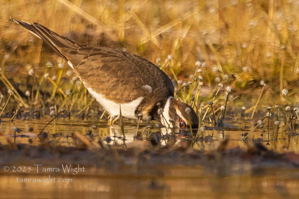 A killdeer has its beak in the water, a red-rimmed eye is visible to the camera