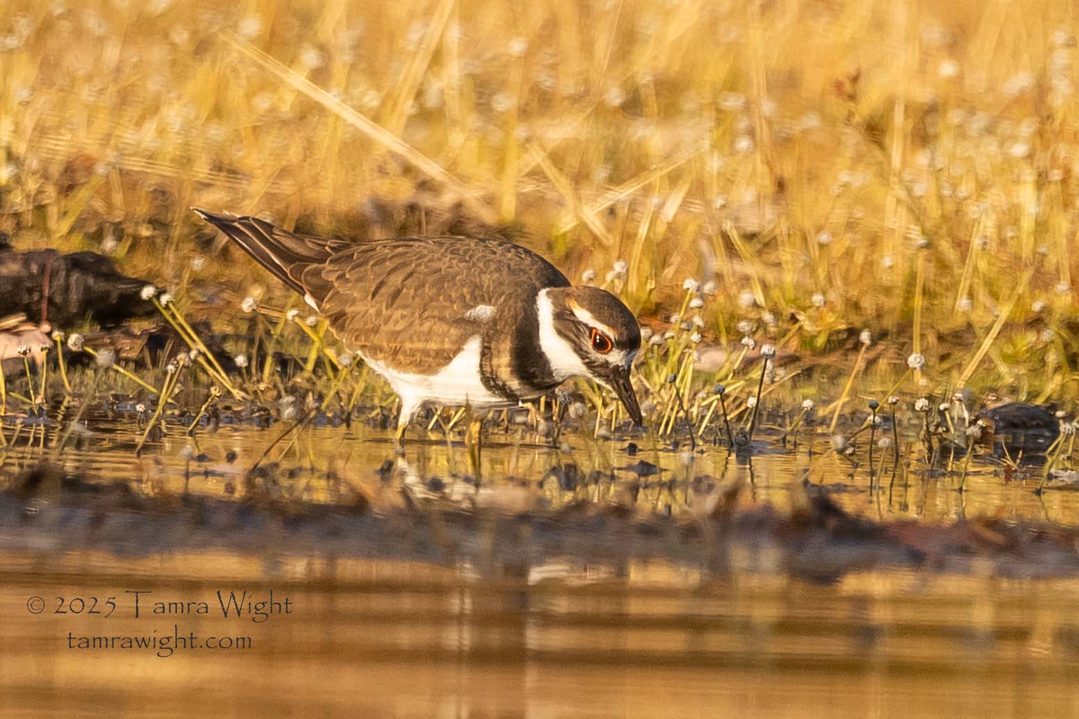 A killdeer lowers its head toward the water, seeking a meal
