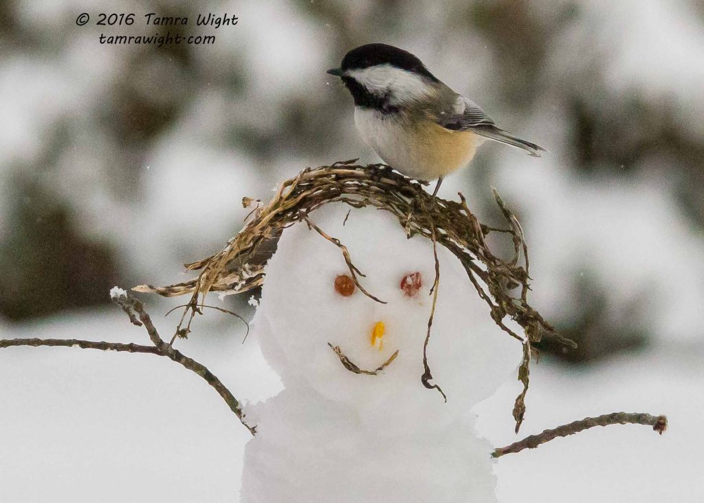 A little snowwoman, with grass for hair, nuts for eyes and corn for a nose. A chickadee sits on her head. 