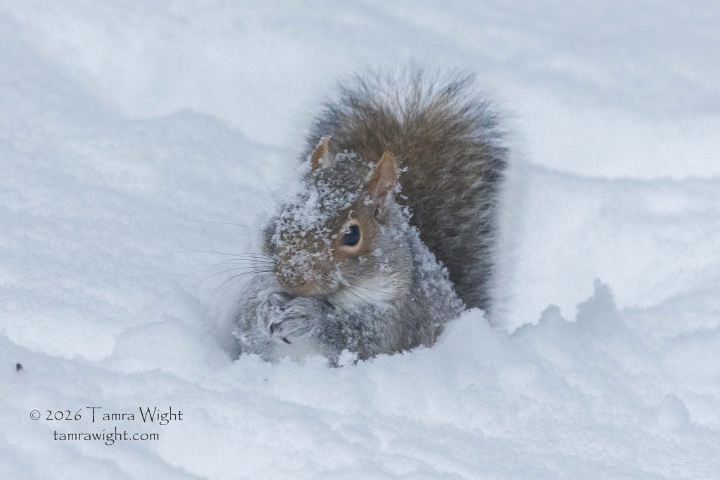 A gray squirrel pops out of the snow to eat a seed. It is covered in snow. 