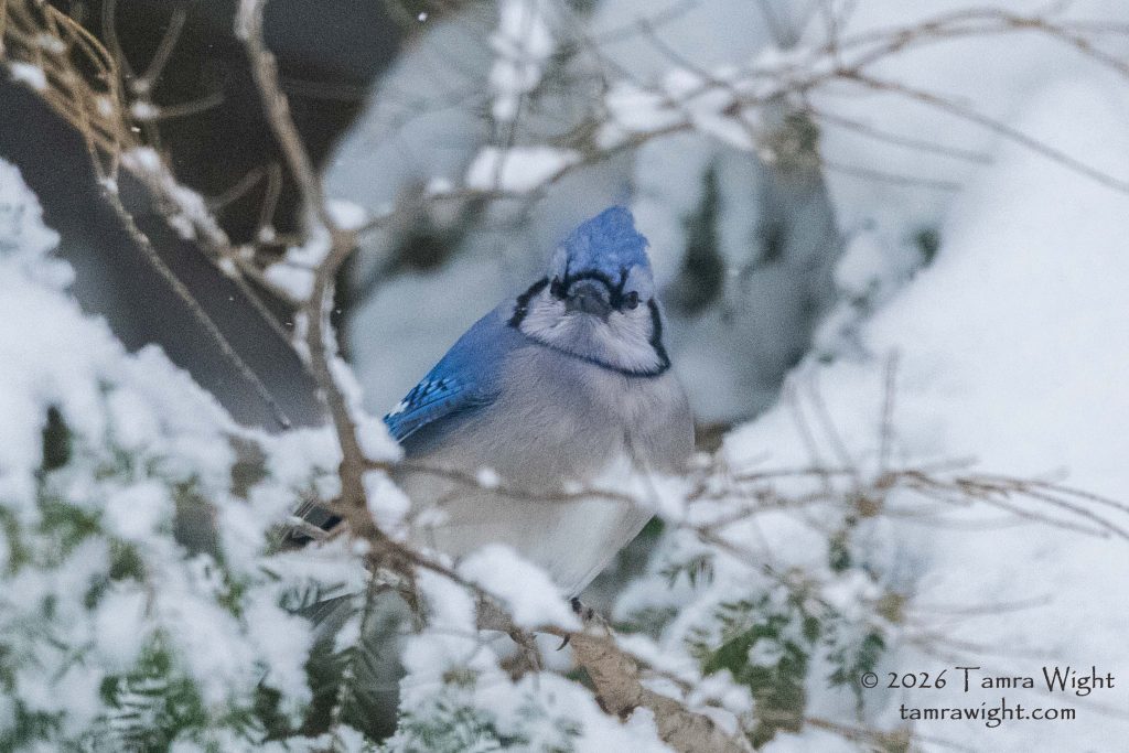 A bluejay on a snow covered hemlock branch appears grumpy