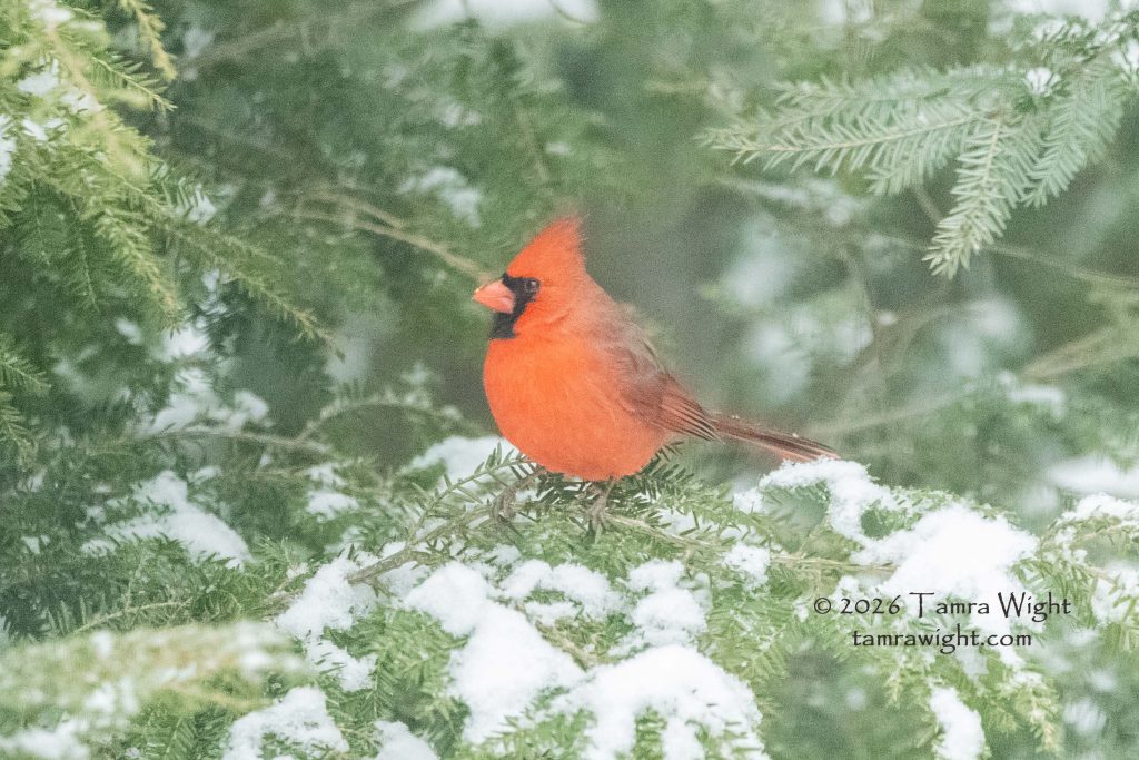 A bright red male cardinal sits on a hemlock branch that's covered in snow