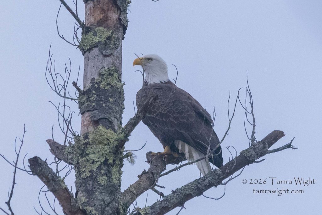 a bald eagle sits on a tree branch on a cloudy day
