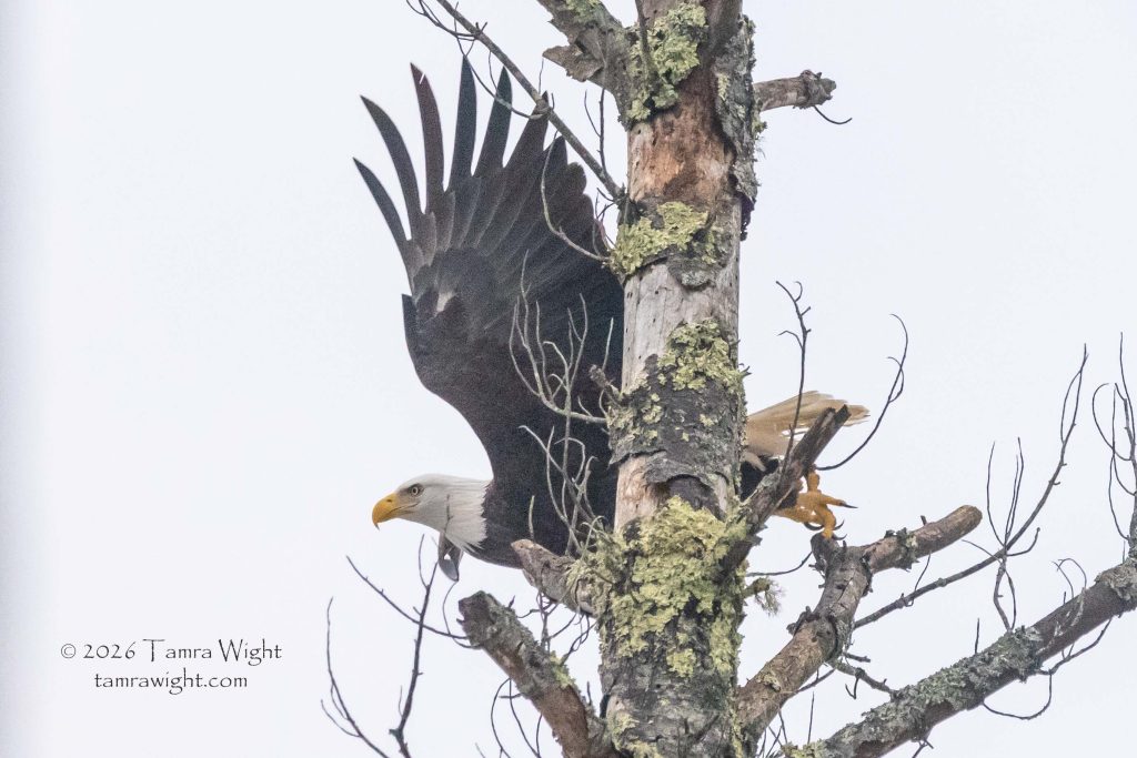 a bald eagle lifts off a tree branch, wings spread