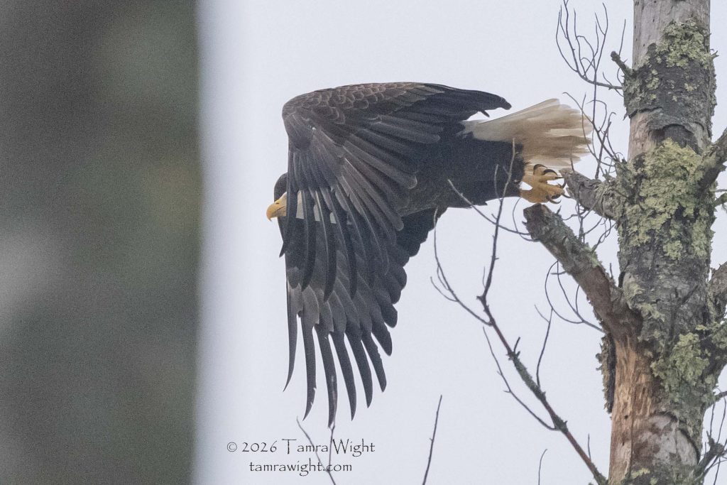 a bald eagle flies from its perch in a tree. Its brown wings partially hide its face