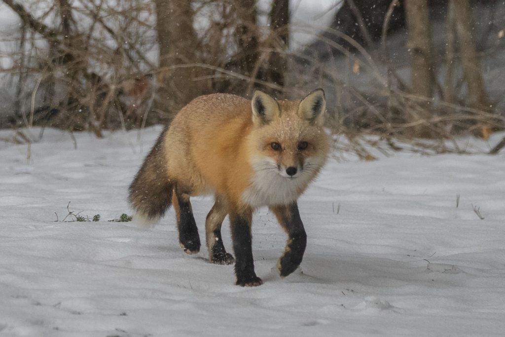 a red fox on a snowy day
