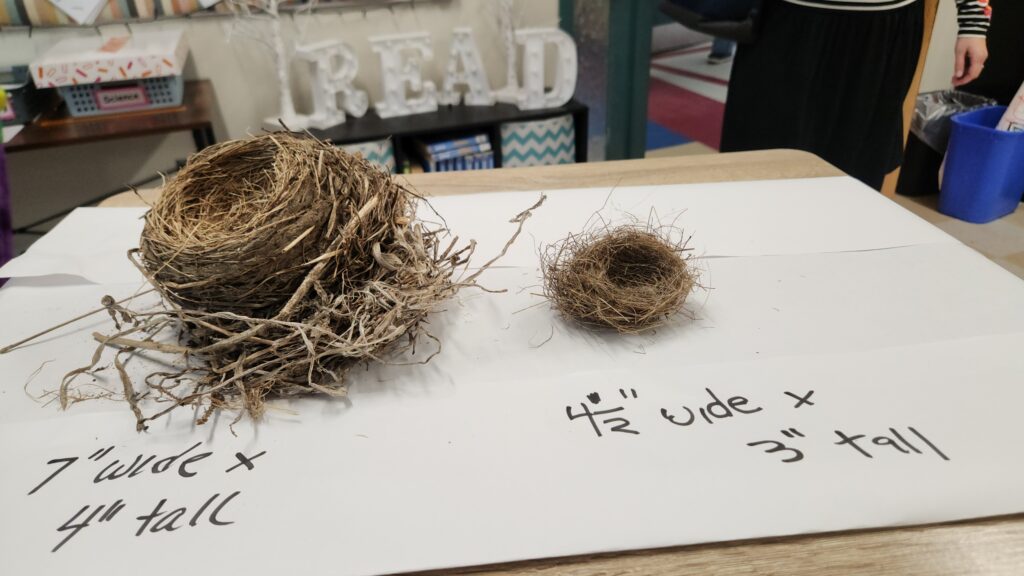 Two small bird's nests on a desk with their dimensions written nearby
