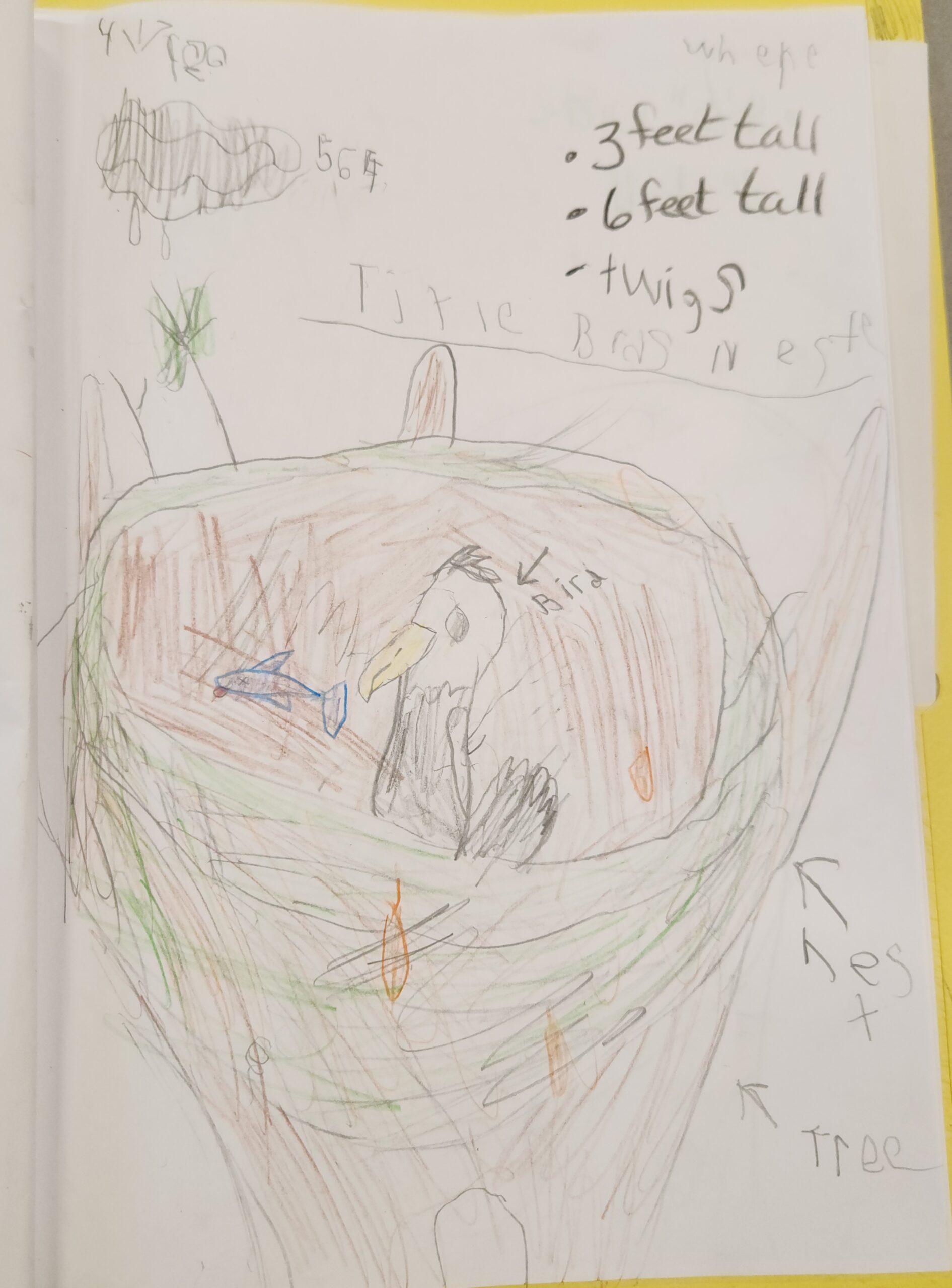 A student's drawing of an eagle's nest with information about it