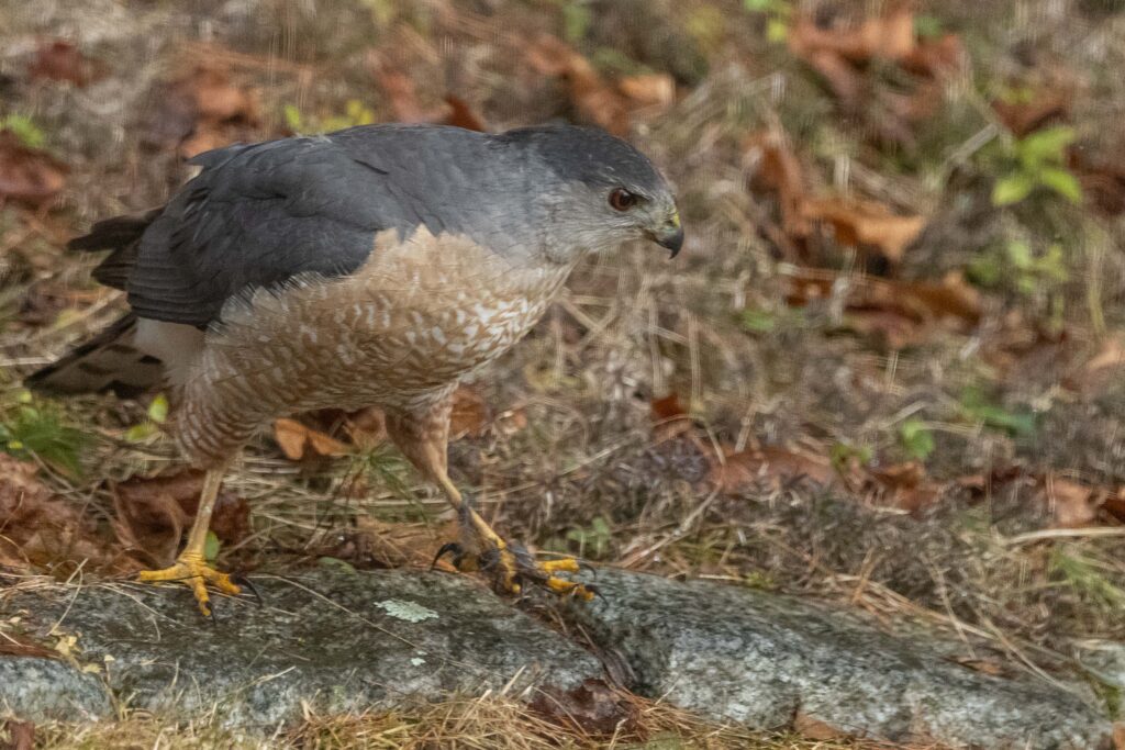 Cooper's Hawk walking across rocks