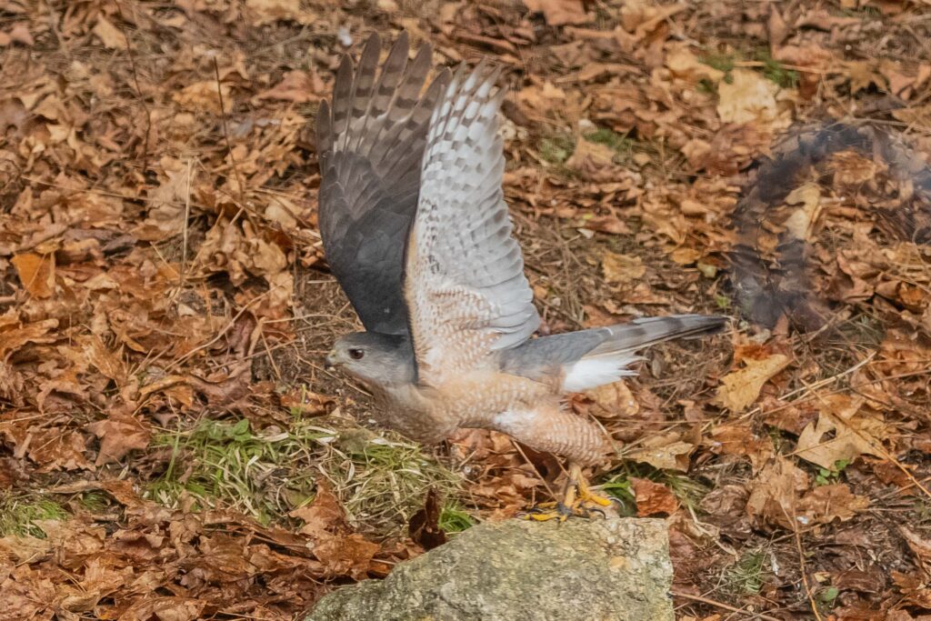 Cooper's Hawk taking flight