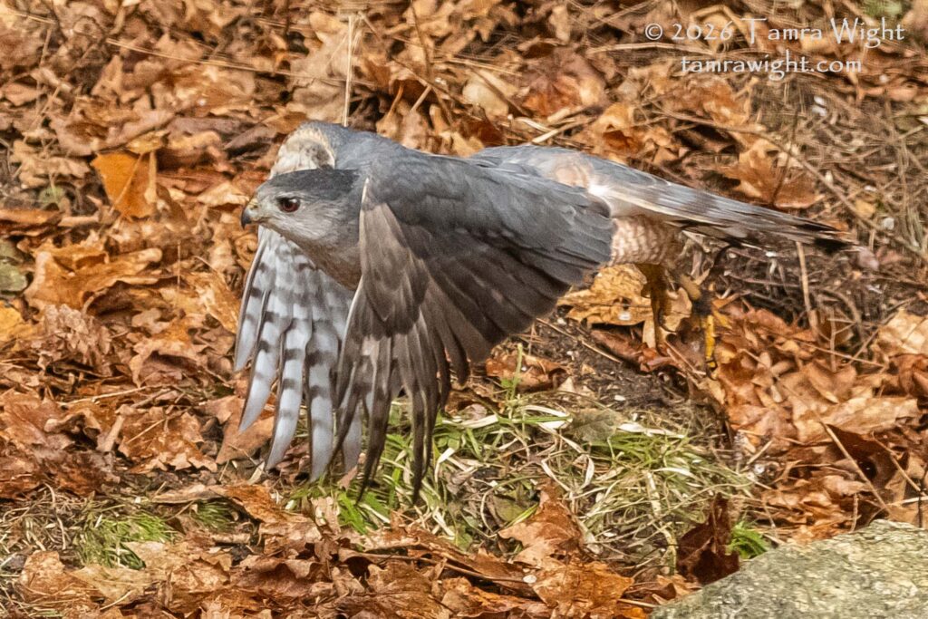Cooper's Hawk in flight