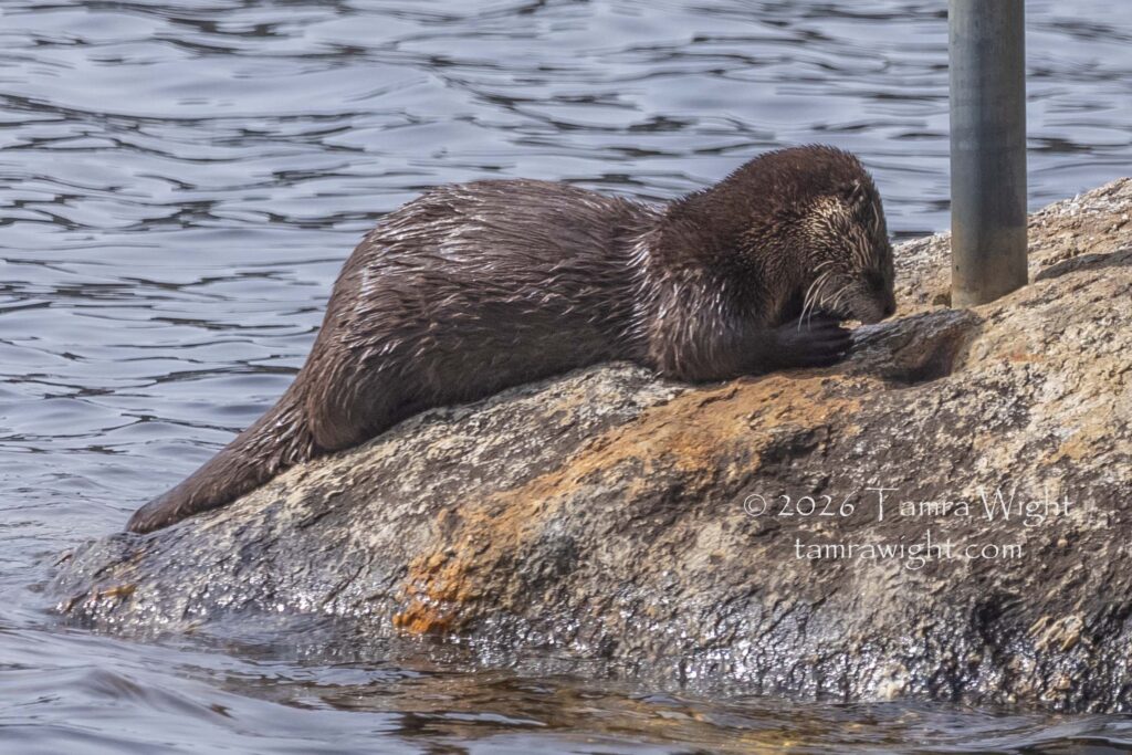 A river otter on a rock, cleaning its face