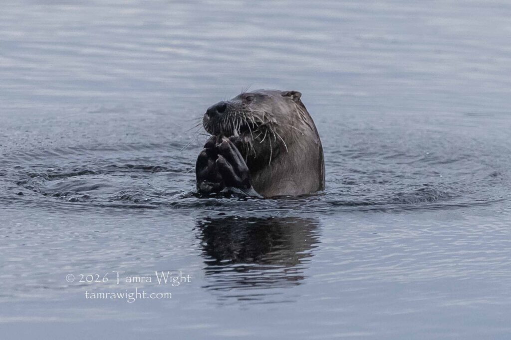 A river otter, head out of the water, chowing down on supper