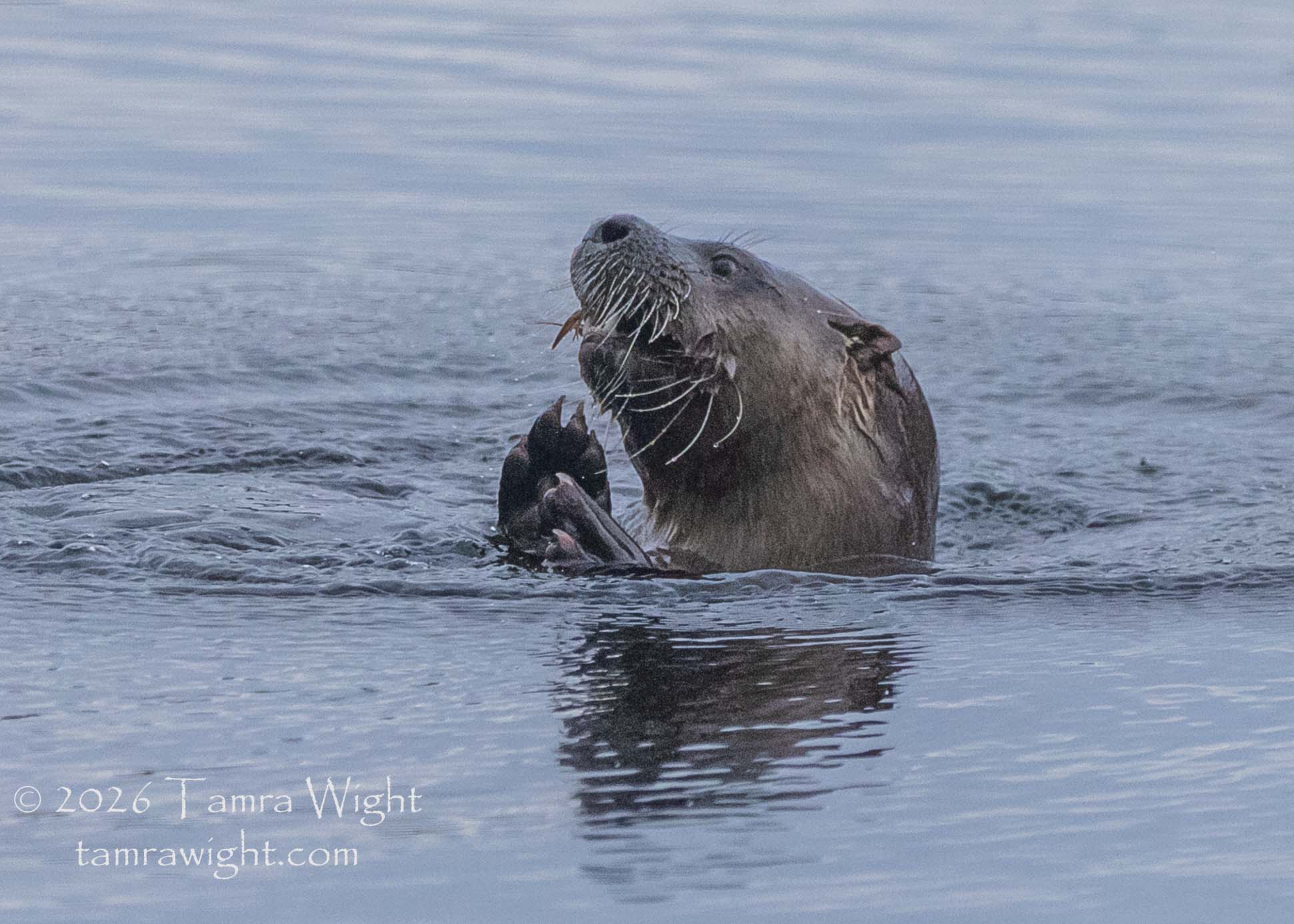 A river otter, head out of the water, chowing down on supper