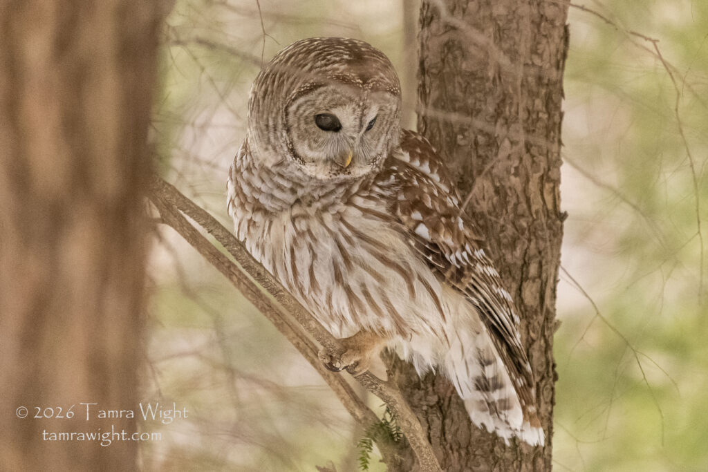 Barred owl on a branch looking downward