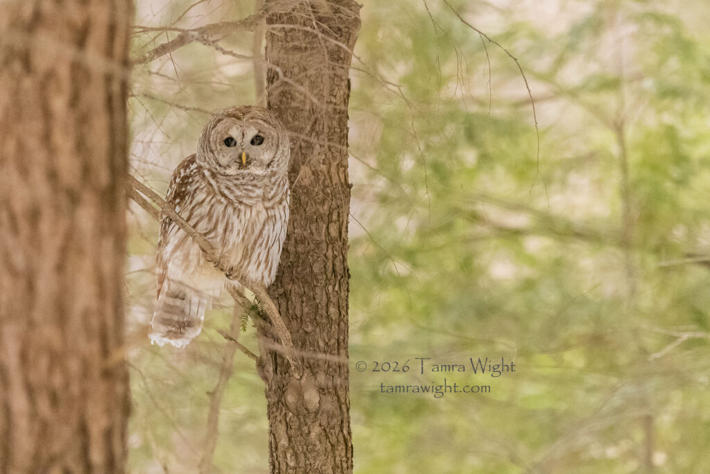Barred Owl on a branch in the woods
