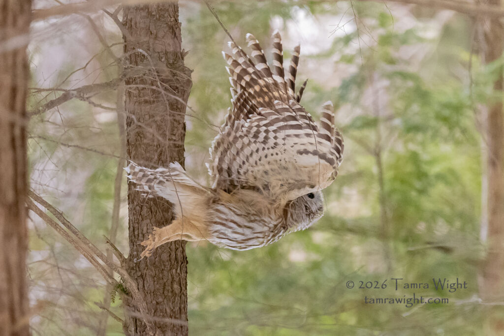 Barred owl in flight