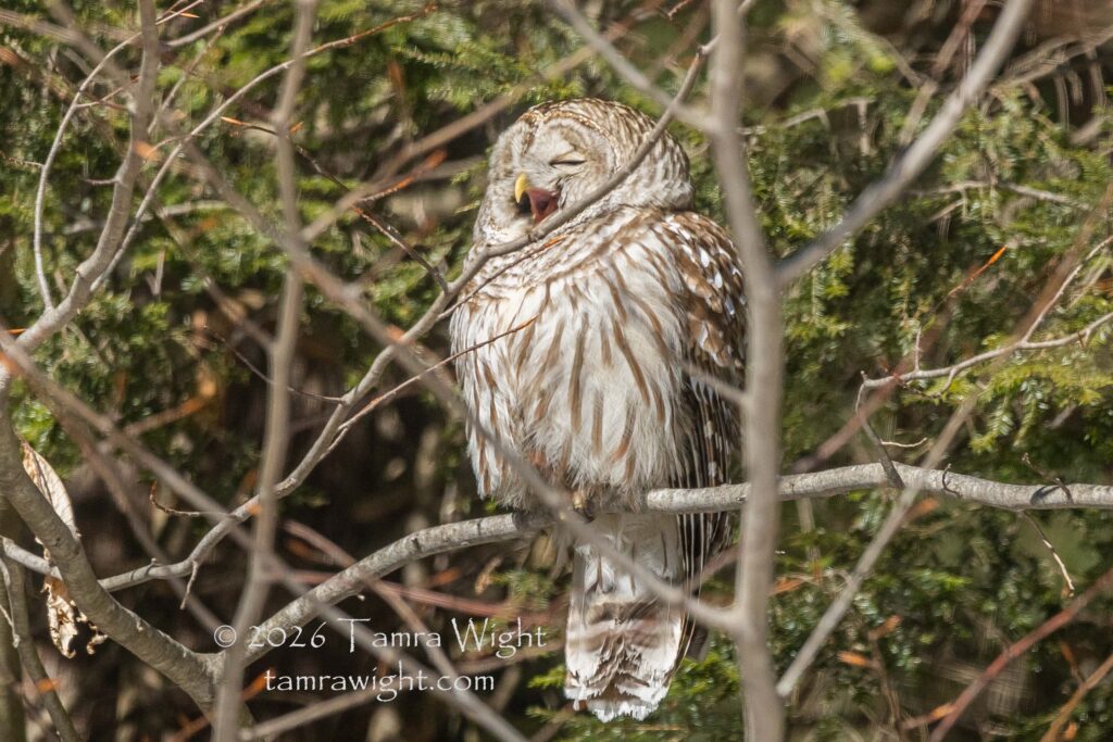A Barred Owl on a tree branch with its mouth wide open as if smiling