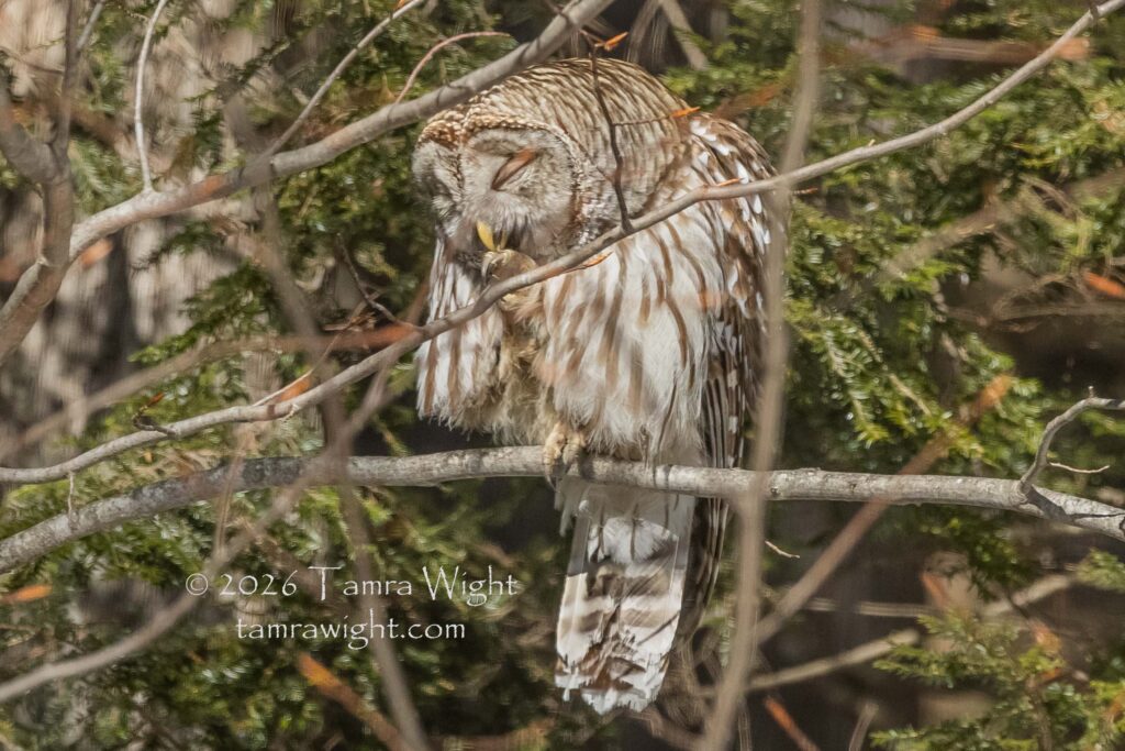 Barred owl on a branch, cleaning its talons