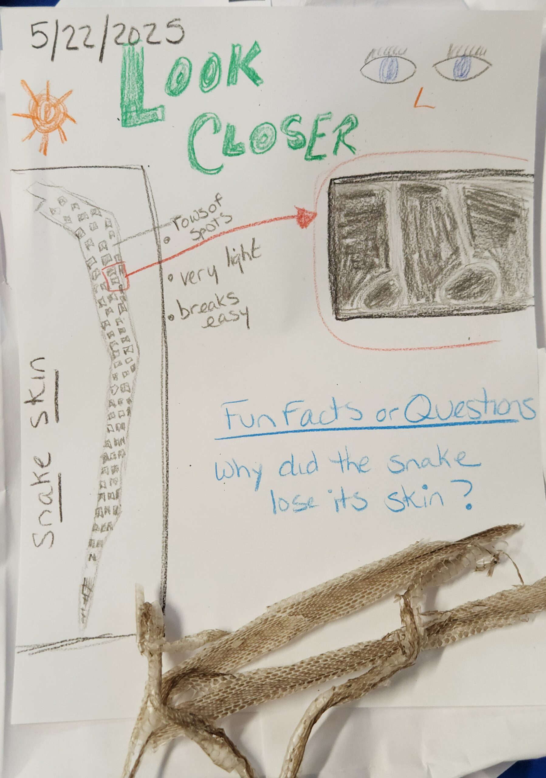 An entry from a students nature journal about snake skin