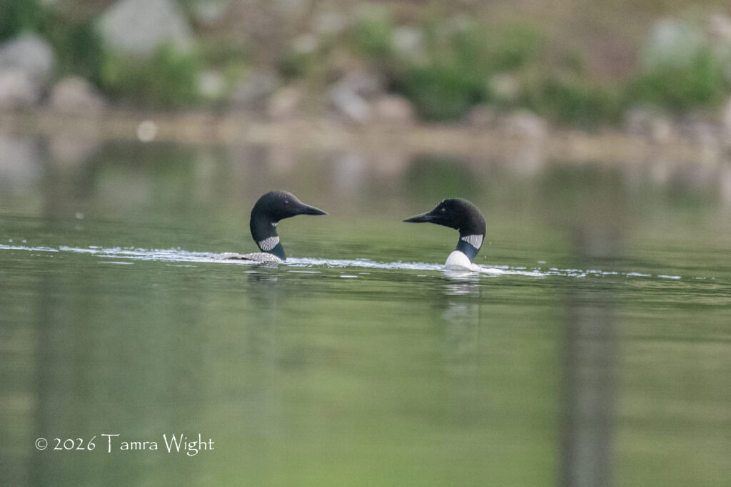 A pair of loons on the water facing each other 