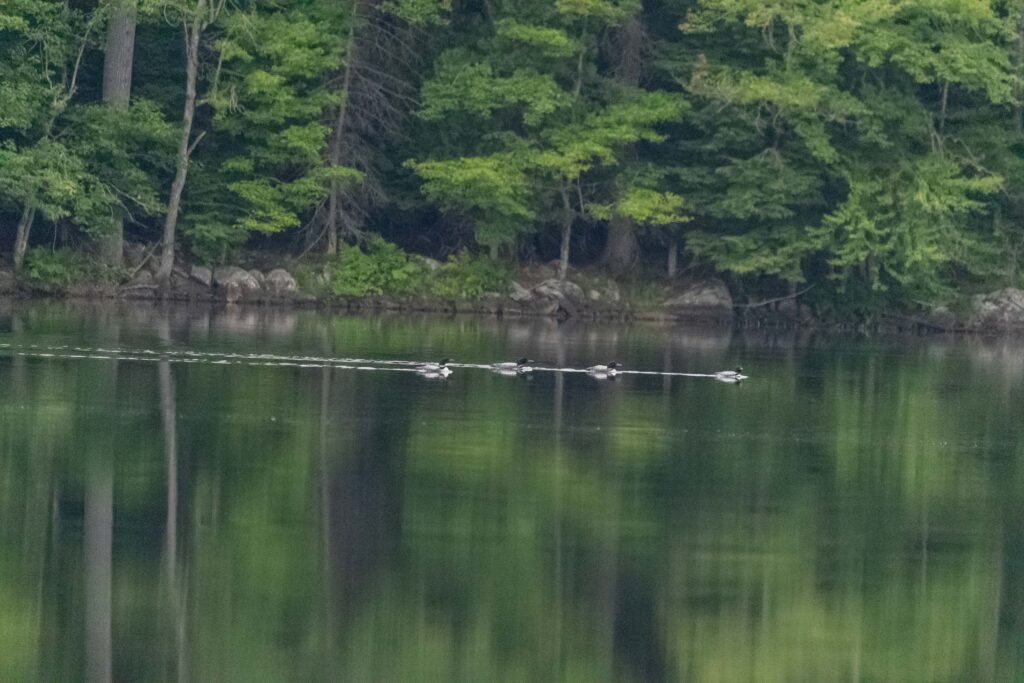 Four loons cross a lake, side by side