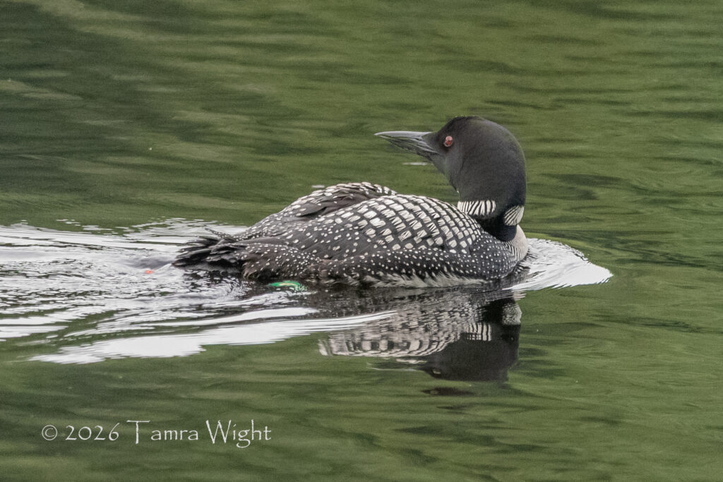 A loon swimming in a lake, bands on its legs visible through the water.