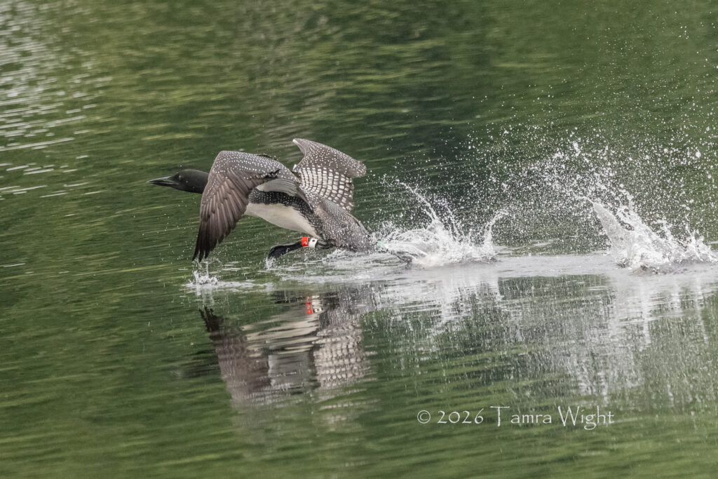Loon running across the water, bands showing on each leg