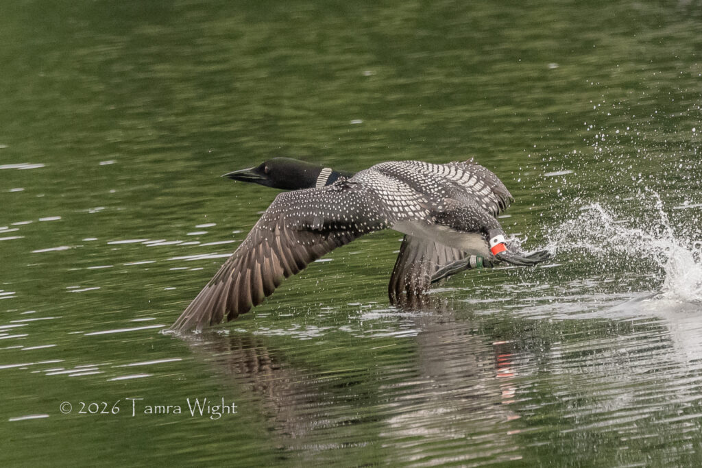 Loon running across the water, bands showing on each leg